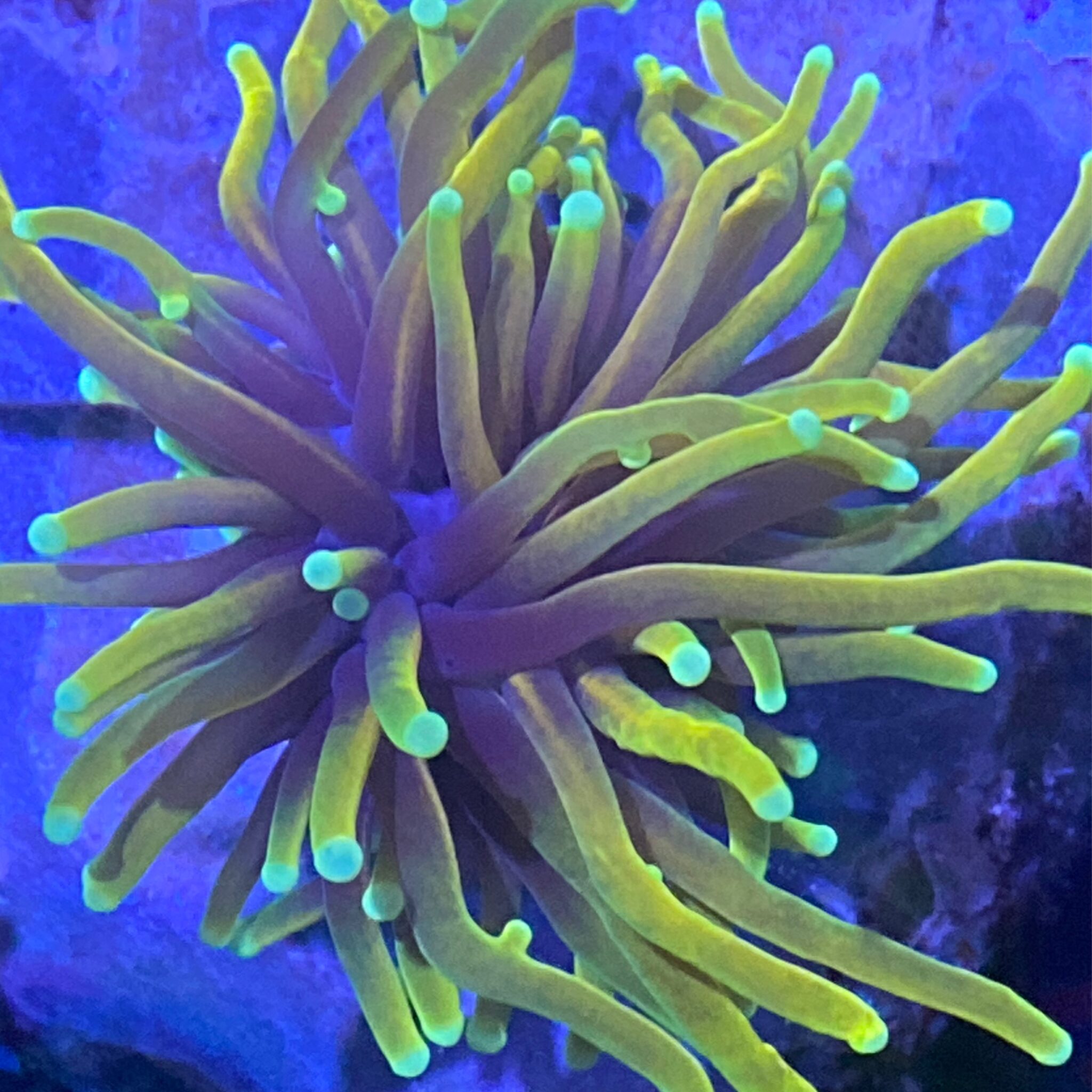 Dragon Soul Torch Per Head Just Marine Aquatics Ltd