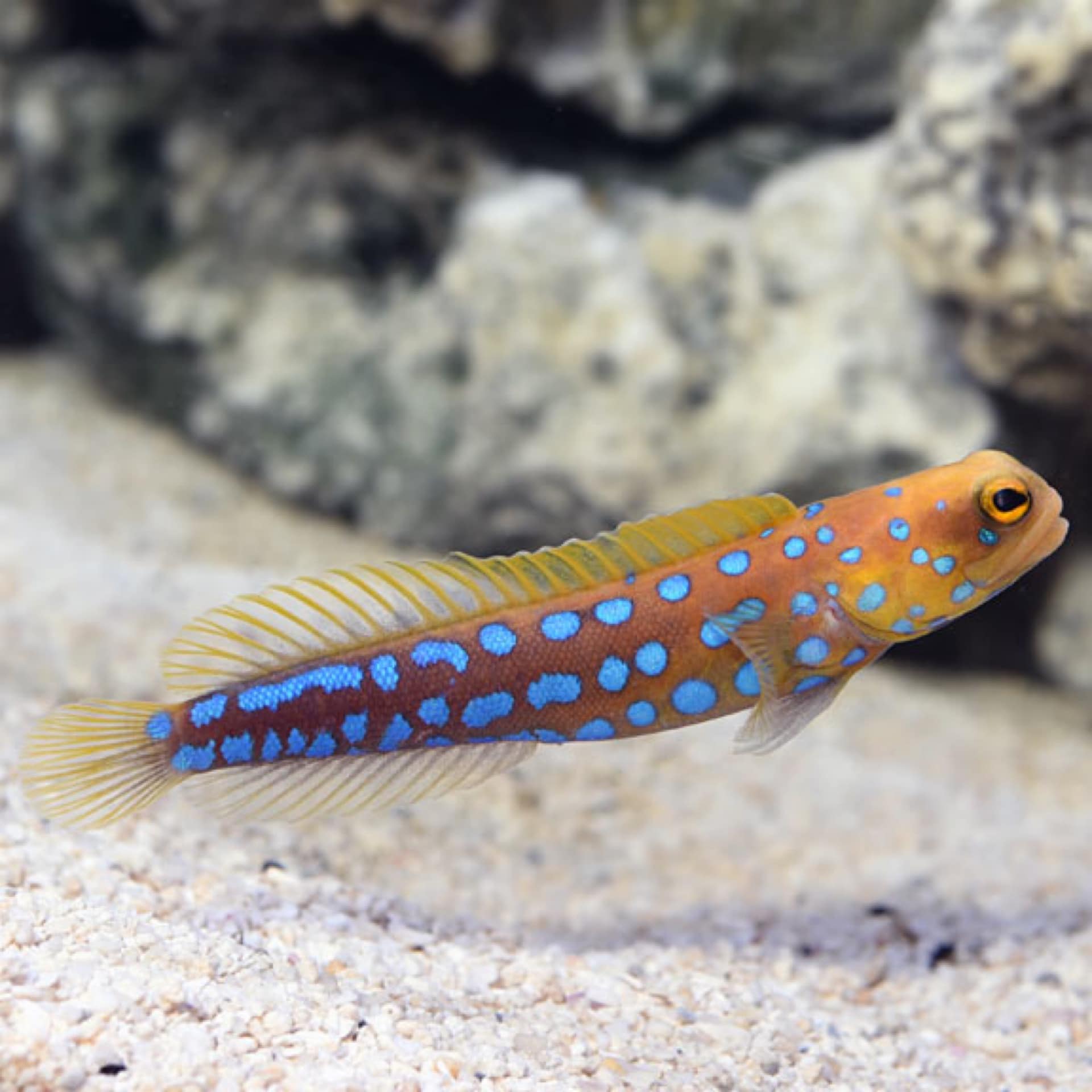 Blue Spot Jawfish Just Marine Aquatics Ltd