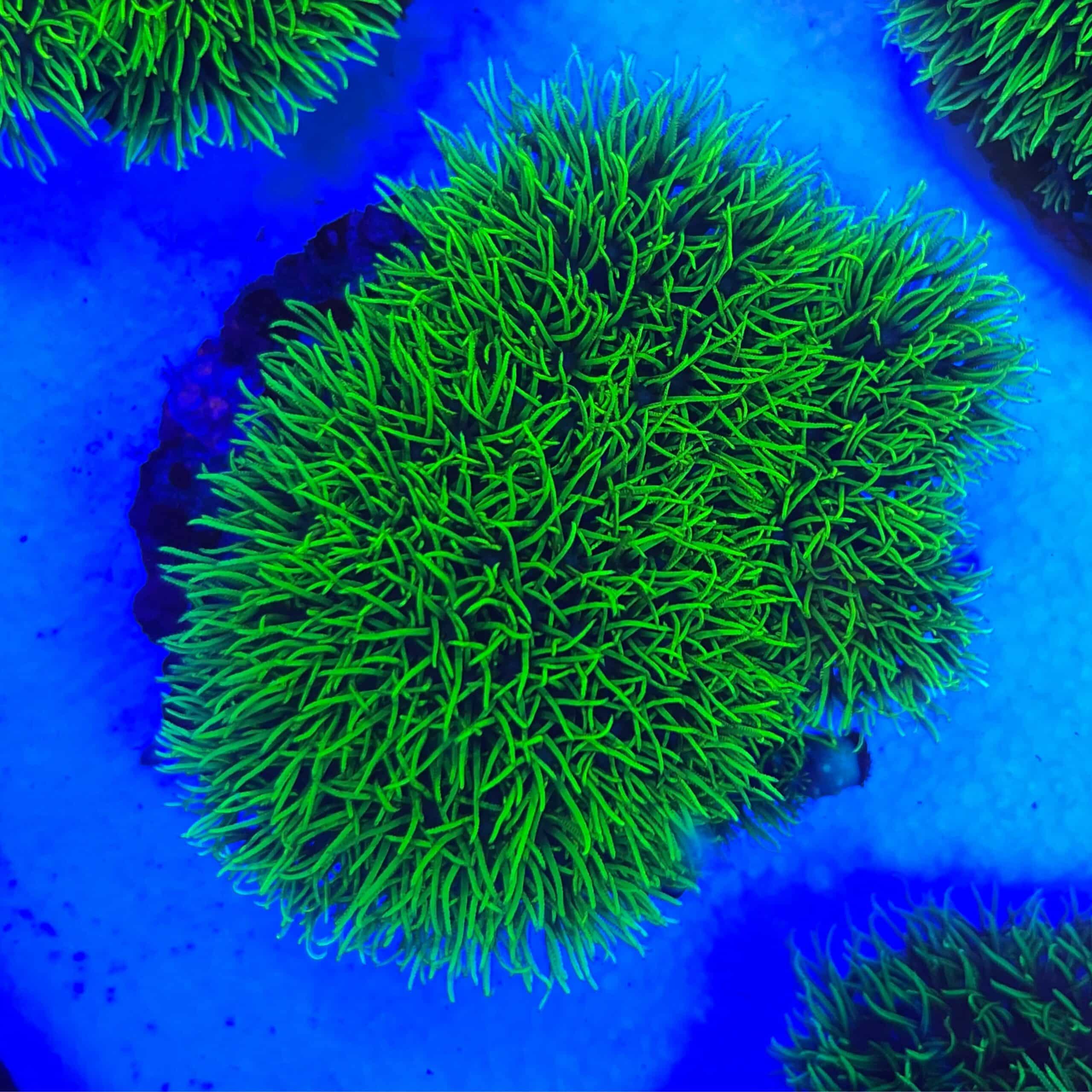 GSP colony Just Marine Aquatics Ltd