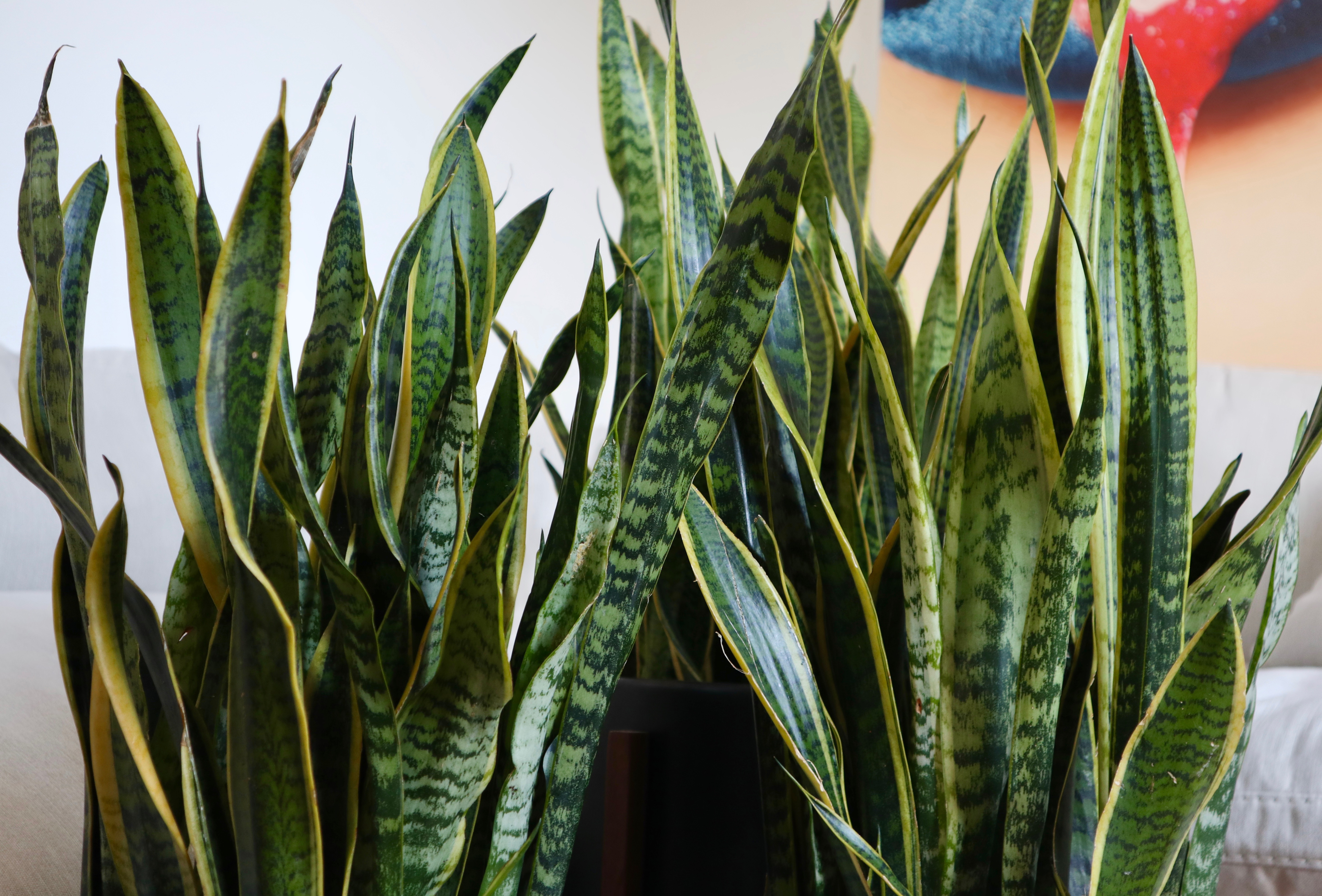 Air Purifying Plants 🌿 by Chia Habte The Potted Earth Co.® Air Purifying Plants 🌿 by Chia Habte The Potted Earth Co.®
