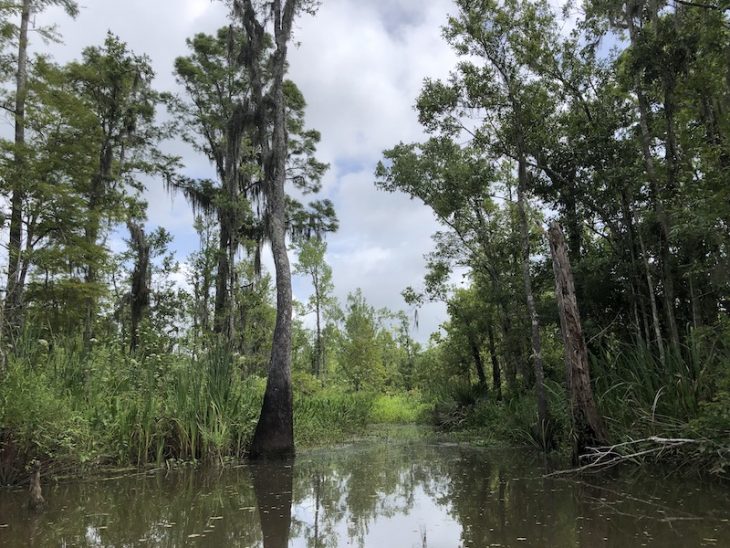 Pascagoula River Audubon Center and McCoy's Marsh Tour