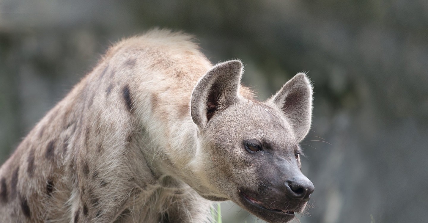 Predator Land streaming tv show online