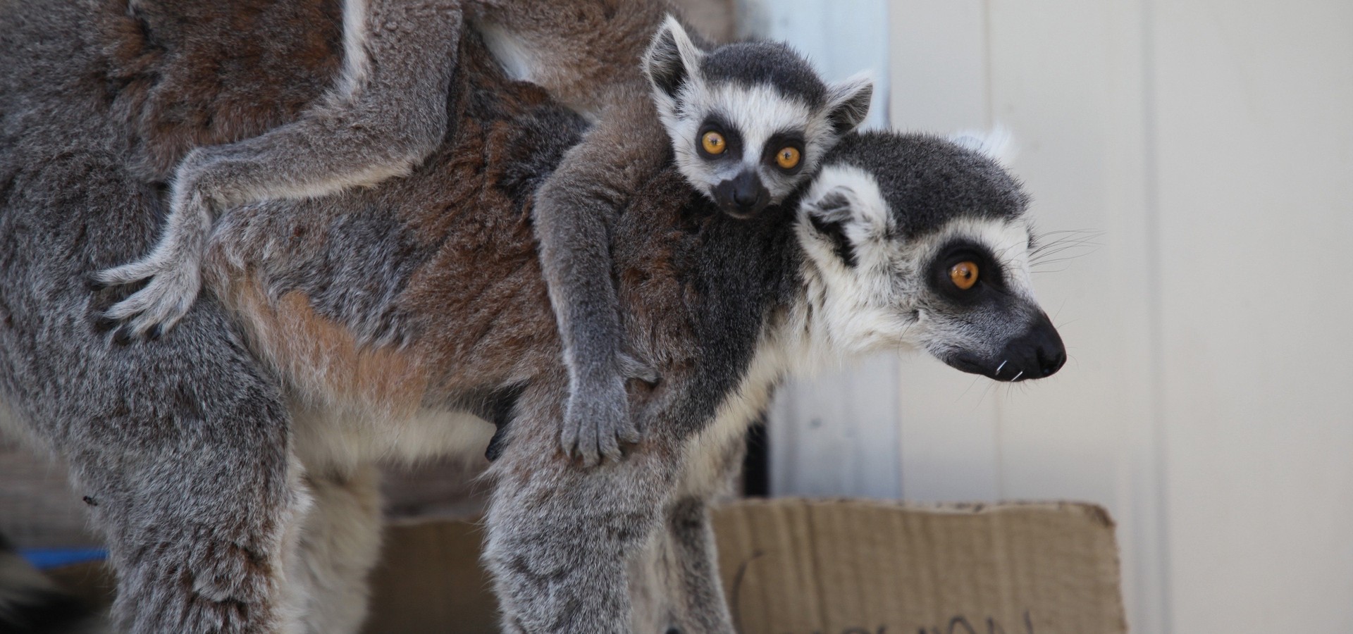 Secrets of the Zoo Down Under Season 2 streaming online