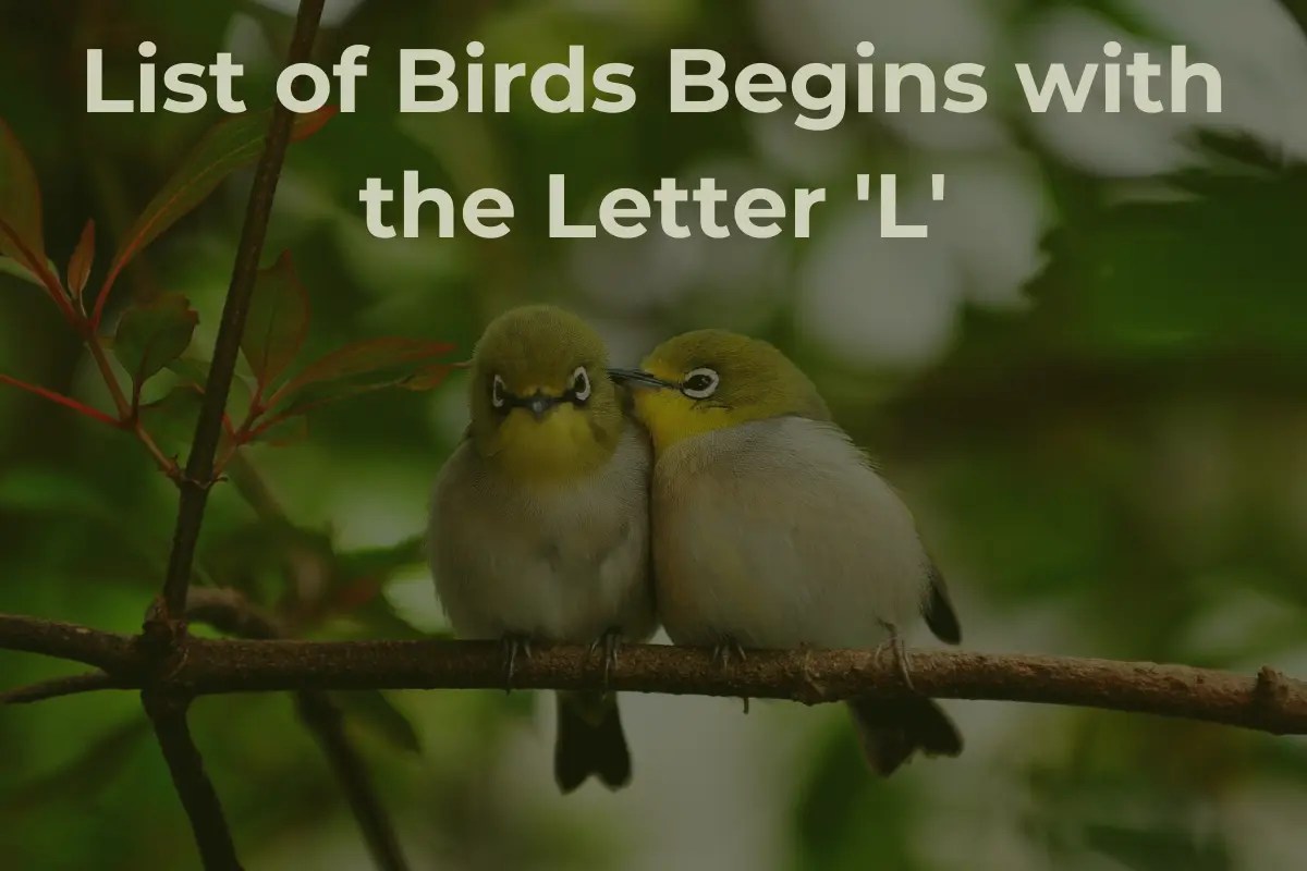 Birds That Start With L
