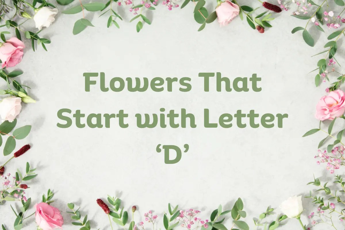 Flowers That Start With D