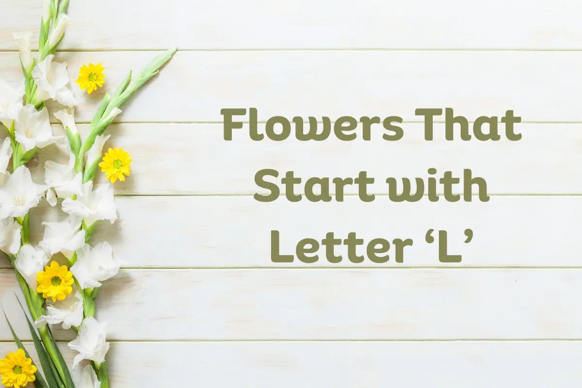 Flowers That Start With L