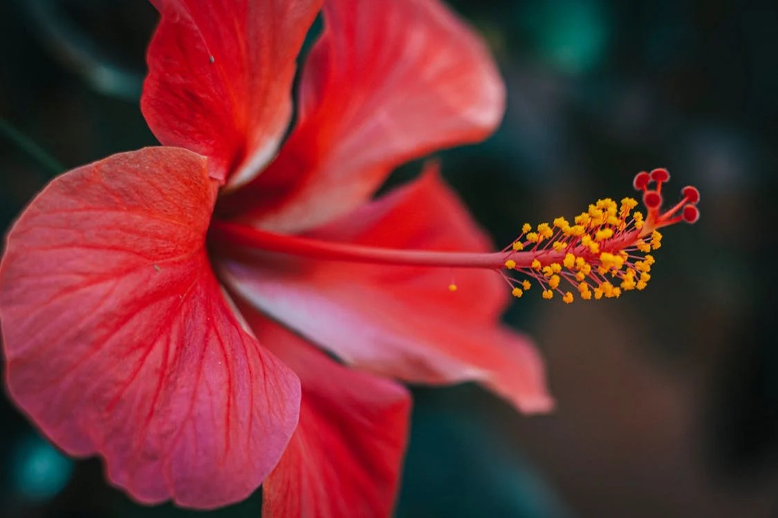 Red Flower Meaning Decoded What Your Favorite Blossom Reveals