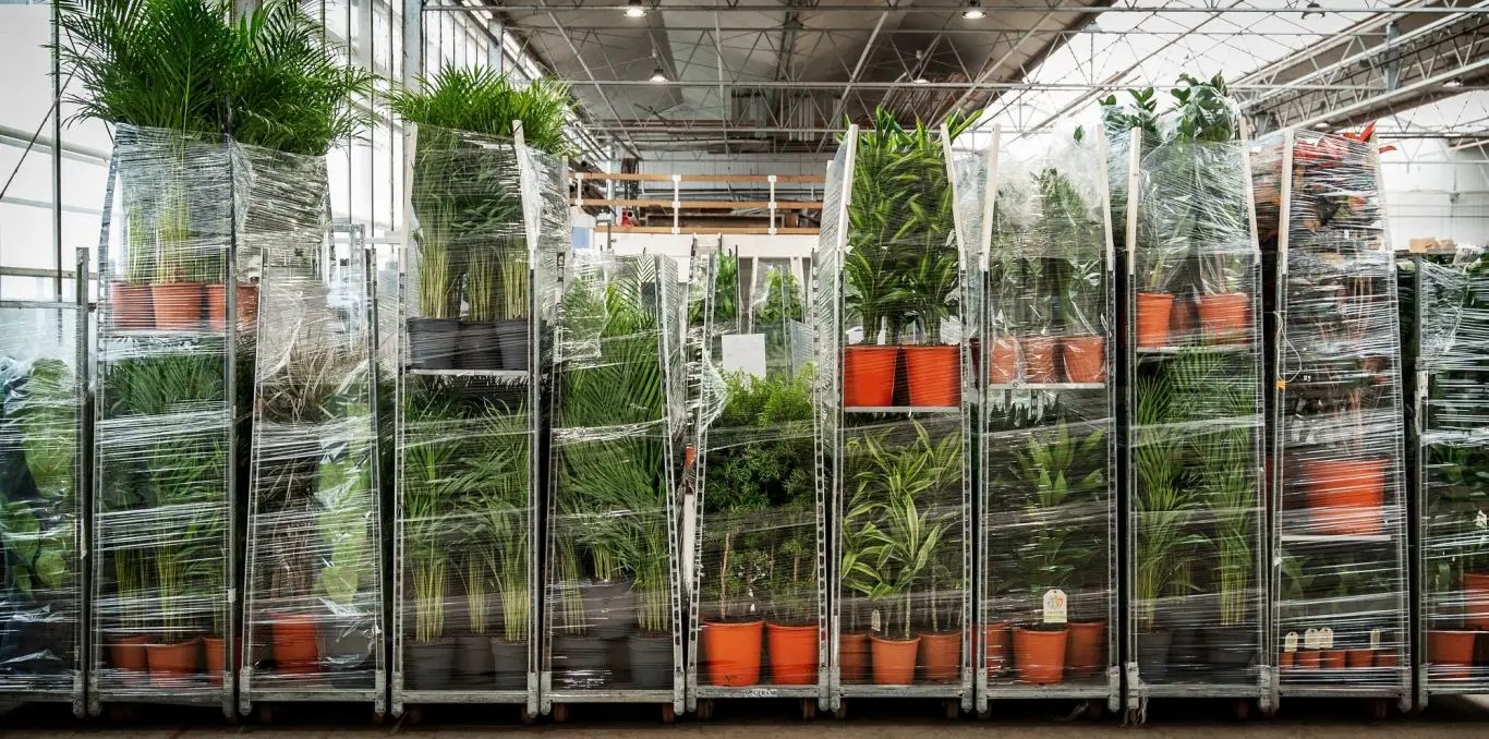 Van VLIET Potplants B.V. Van VLIET Flower Group