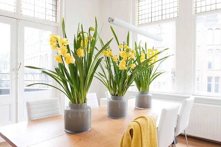 Exploring Cymbidium Orchid Where to Buy the Best