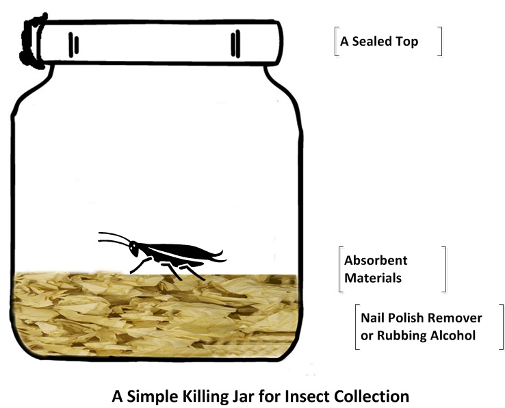 The Participatory Design of a (Today and) Future Digital Entomology Lab