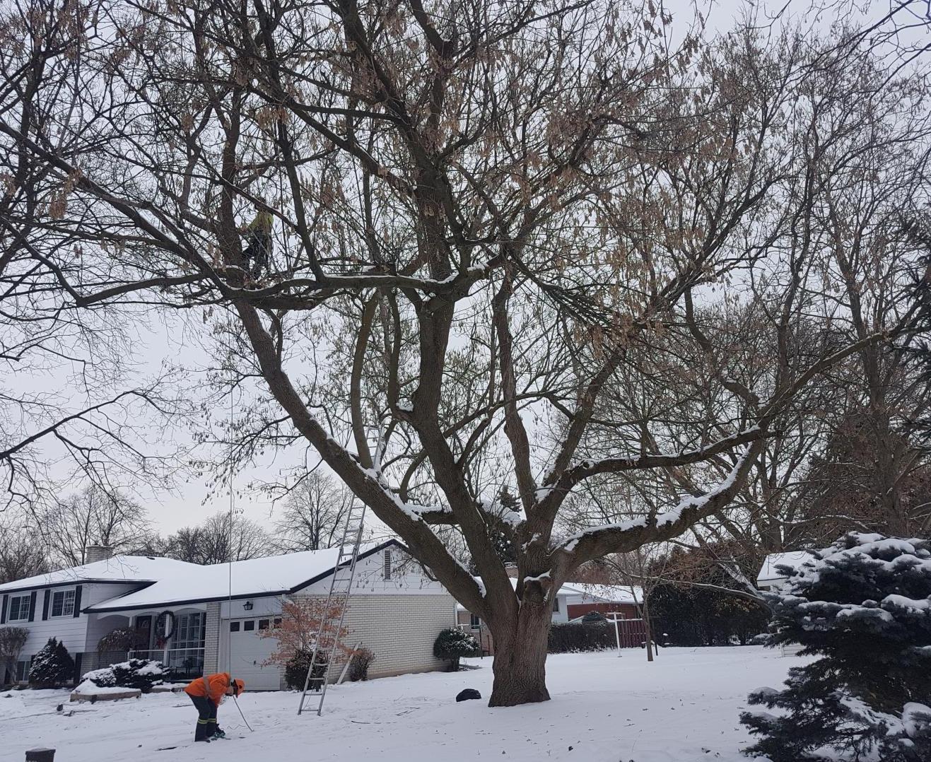 Tree Trimming and Pruning Kitchener, Waterloo, Breslau KW Tree Expert Co