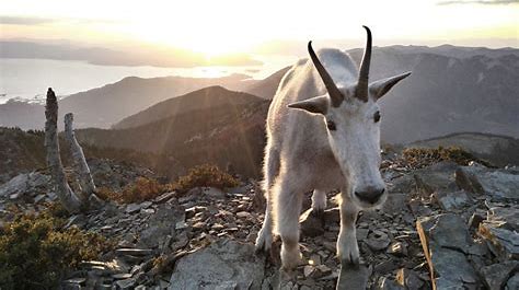 Summits On The Air Vhf Mountain Goat The Konr Radio Site