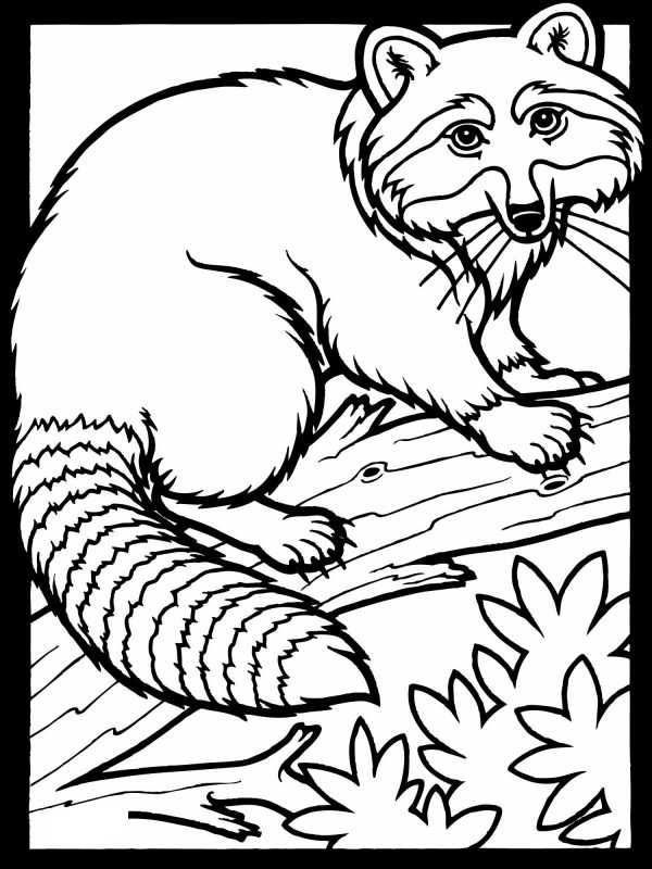 Free Coloring Pages Raccoon K5 Worksheets