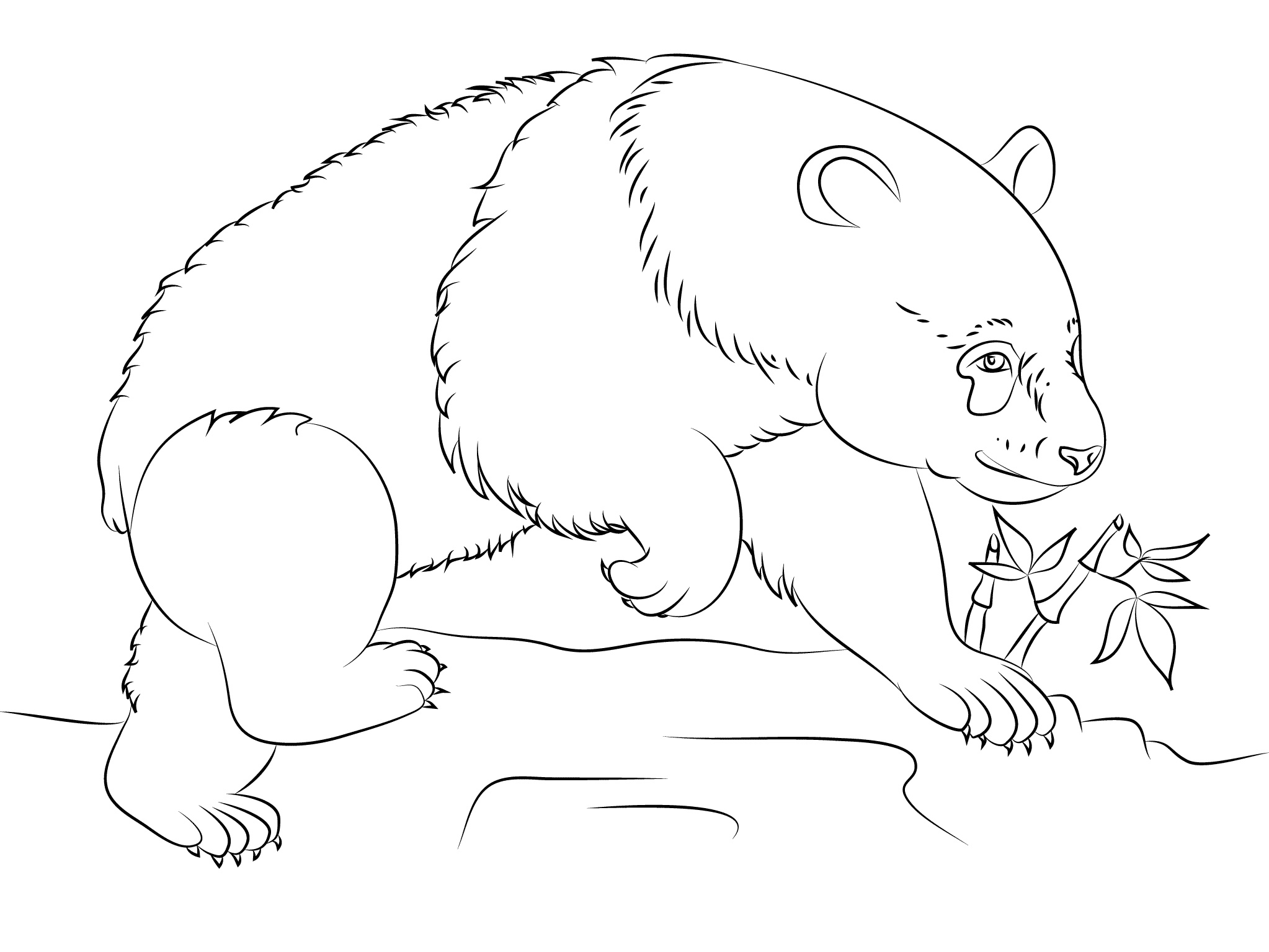 Panda Bear Coloring Pages for Coloring or Drawing Class K5 Worksheets