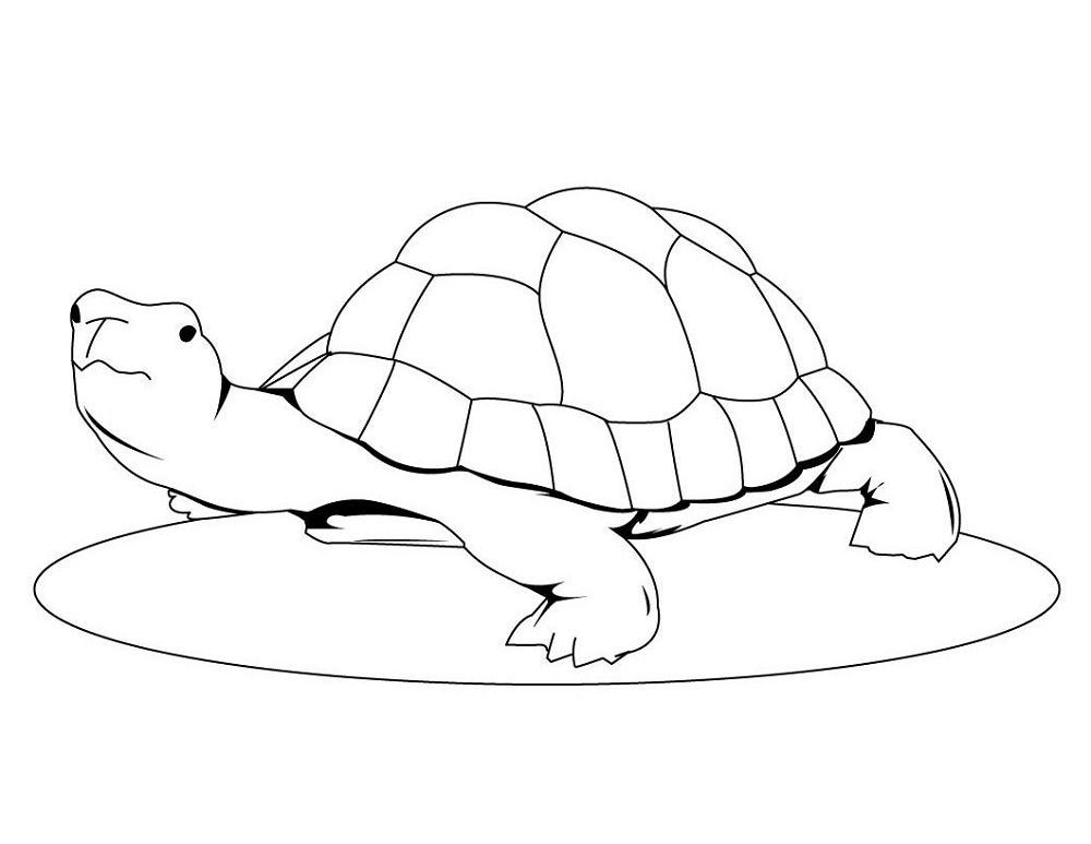Red Eared Slider Turtle Coloring Pages K5 Worksheets