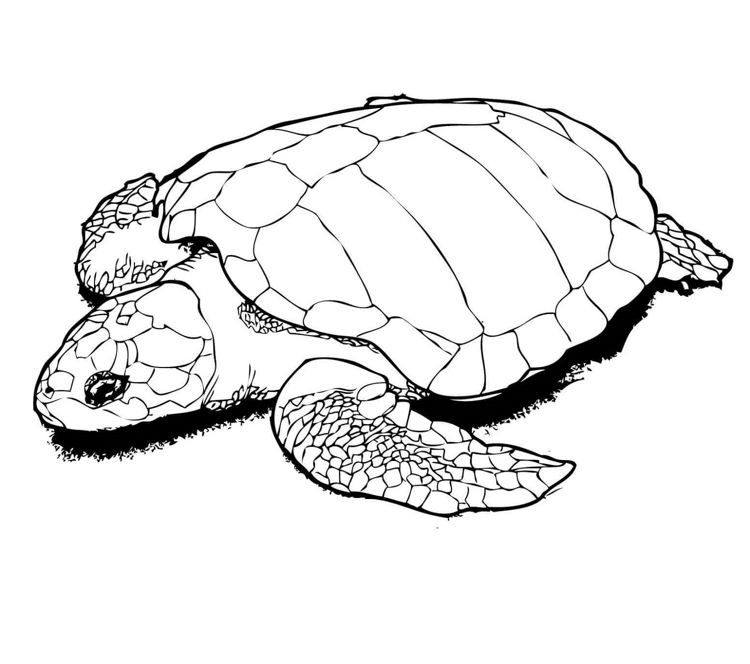Red Eared Slider Turtle Coloring Pages K5 Worksheets