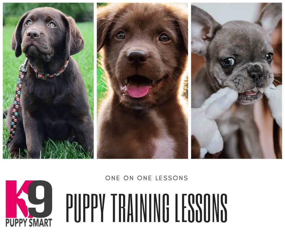Puppy Training Lessons with The K9 Centre