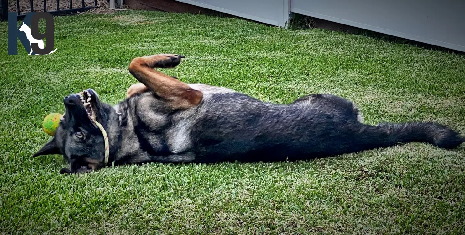 Family Protection Dog Training \ The K9 Centre Australia