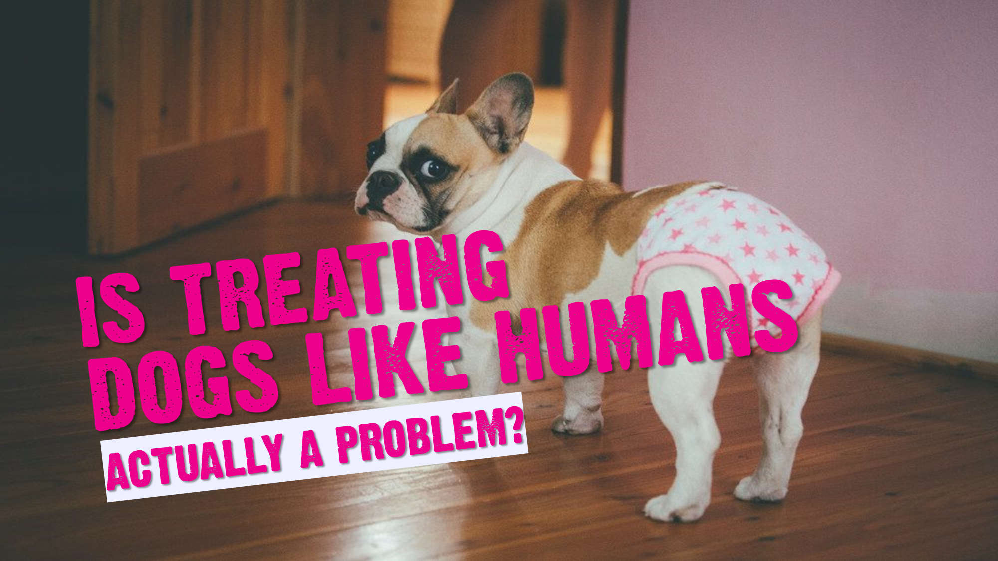 Is it Wrong To Treat Dogs Like Humans? (Yes. It's Dangerous Too!)