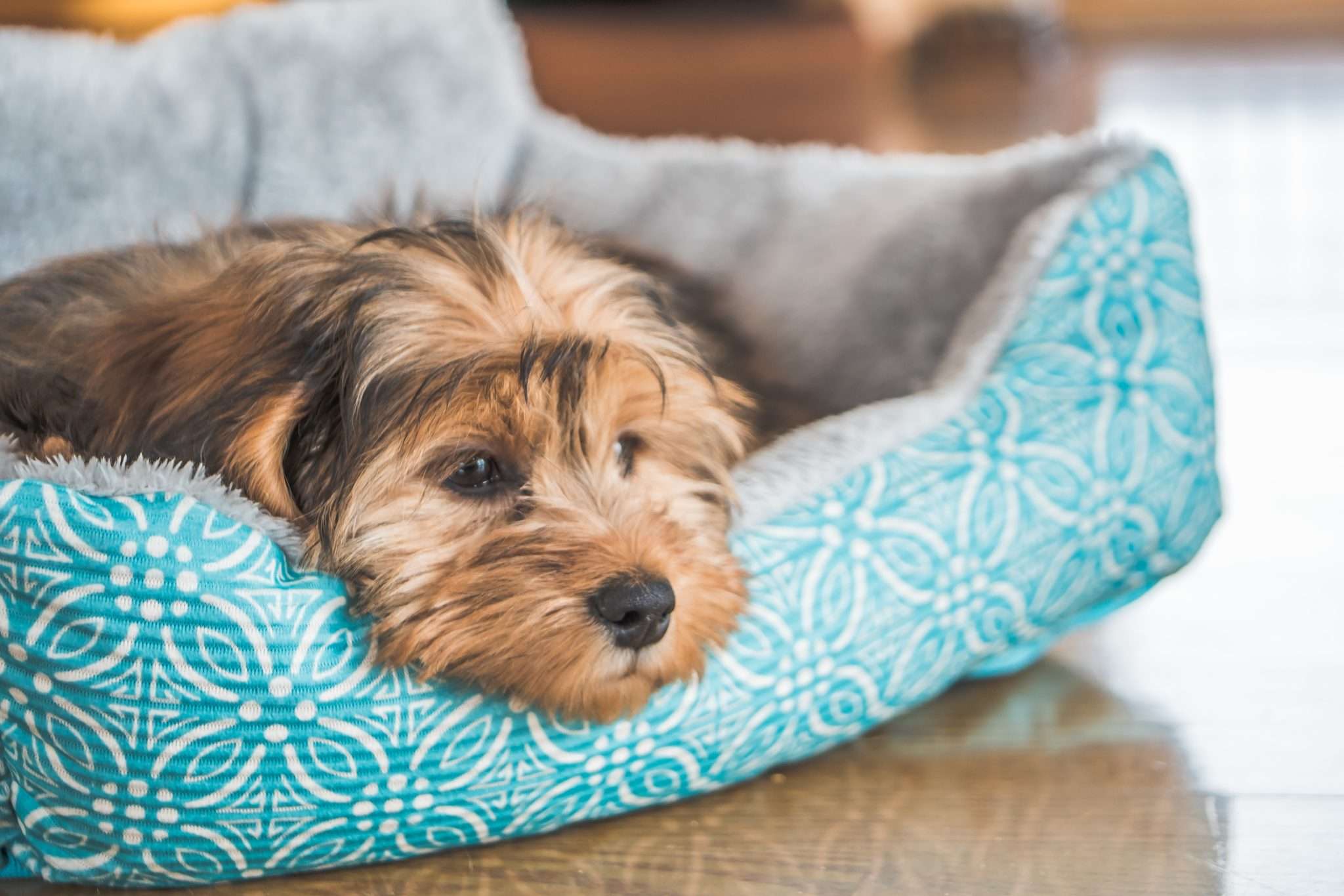 Exploring and Decoding Hormonal Influence on Dog Behavior