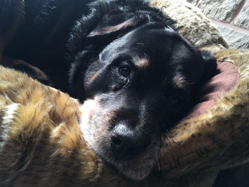 scruffs cub bear dog bed