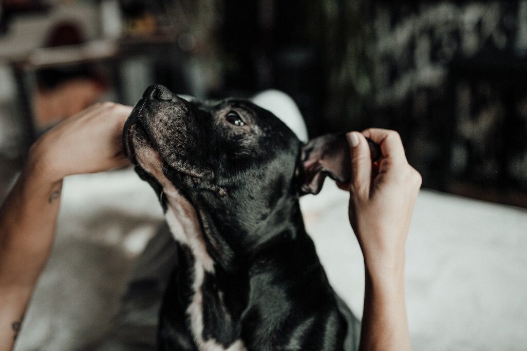 The Most Commonly Asked Dog Training Questions (Answered)