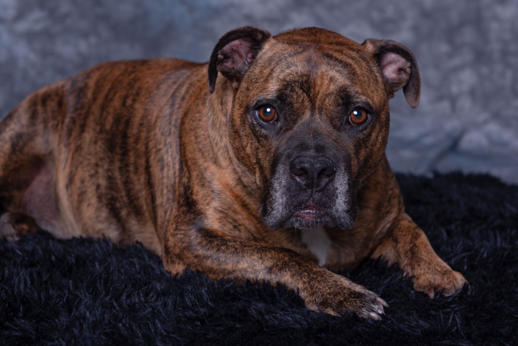 Beautiful Brindle Dogs Who Need A New Home