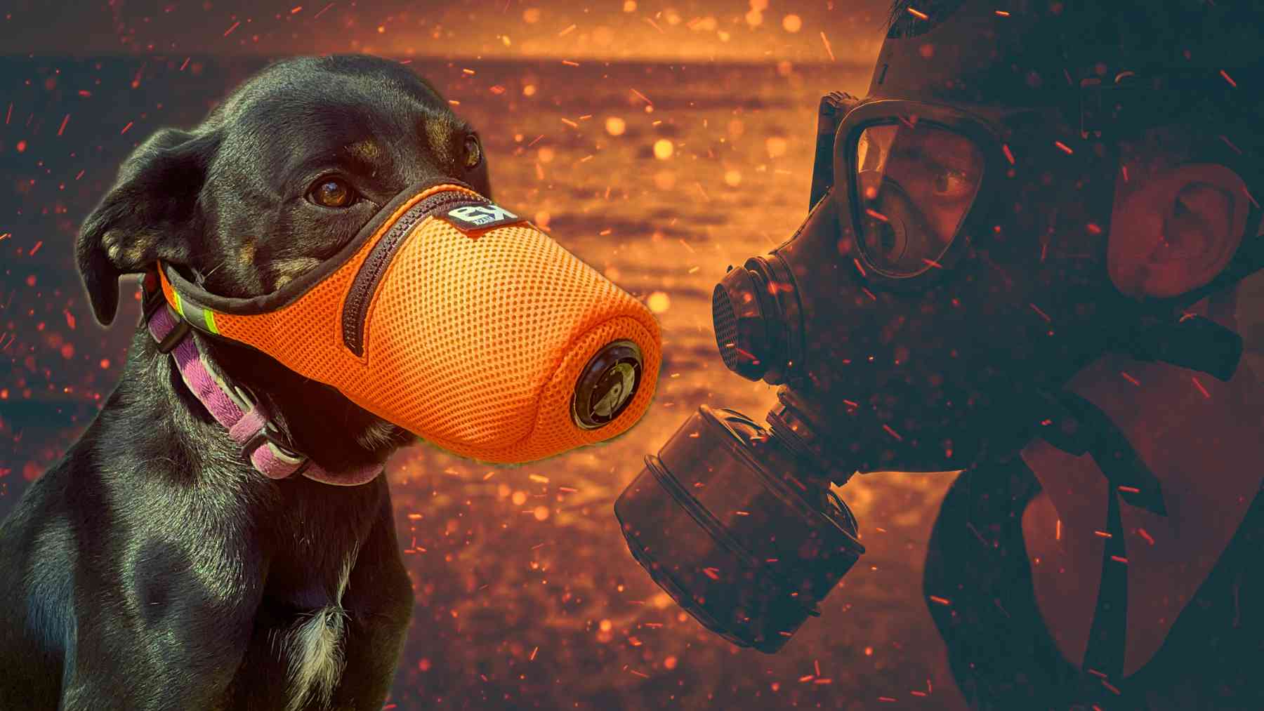 Why Your Dog Needs an Air Filter Mask K9 Mask® by Good Air Team