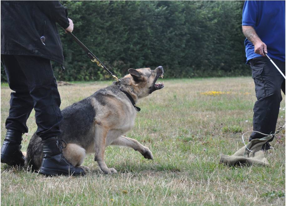 Personal Protection Dog Training Expert Dog Trainers Hampshire, Surrey and Bershire