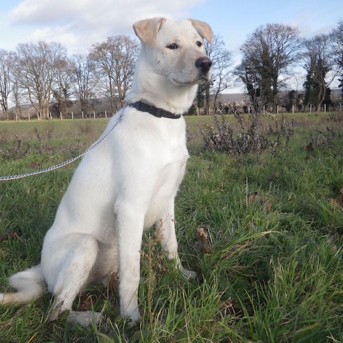 Huskador 101 All About Huskadors (Husky Labrador Mix)!