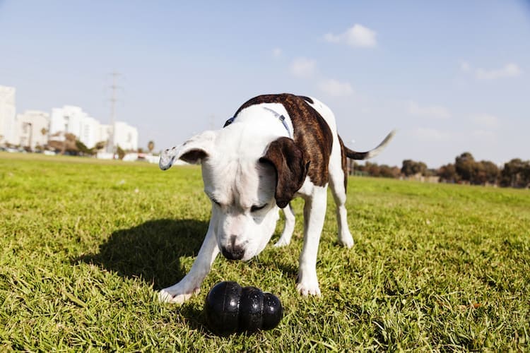 5 Best Chew Toys for Pit Bulls [2021] Tough Toys for Powerful Pitties!
