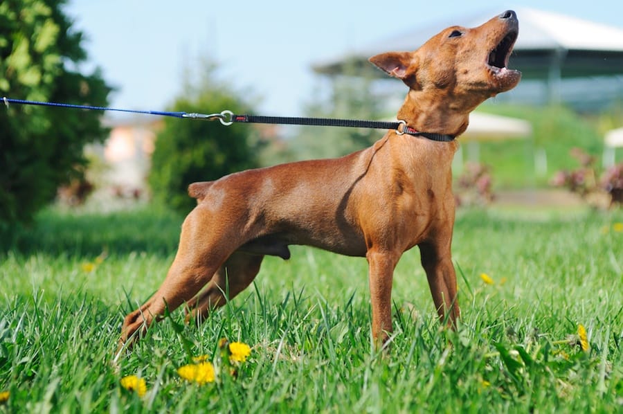 What Do Different Dog Barks Mean? An Analysis Of 11 Different Barks!