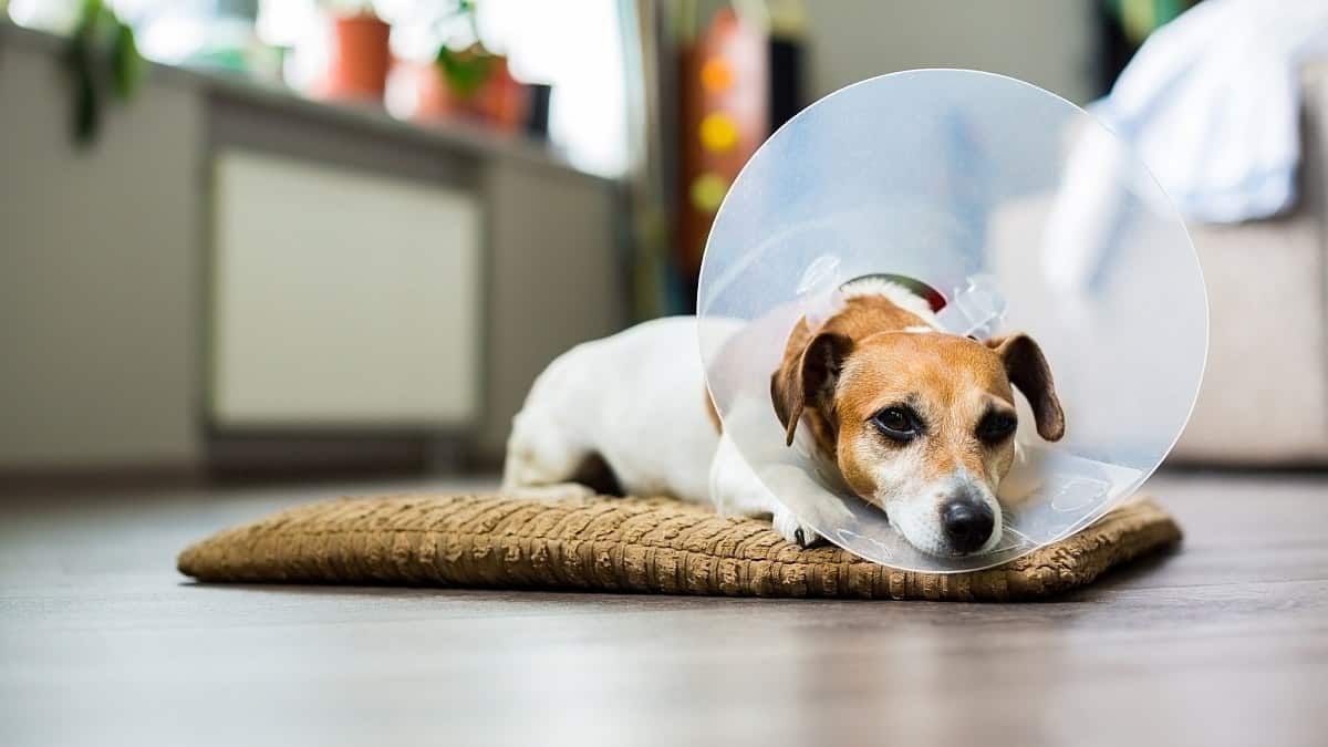 Do Dogs Change After They Are Spayed or Neutered?