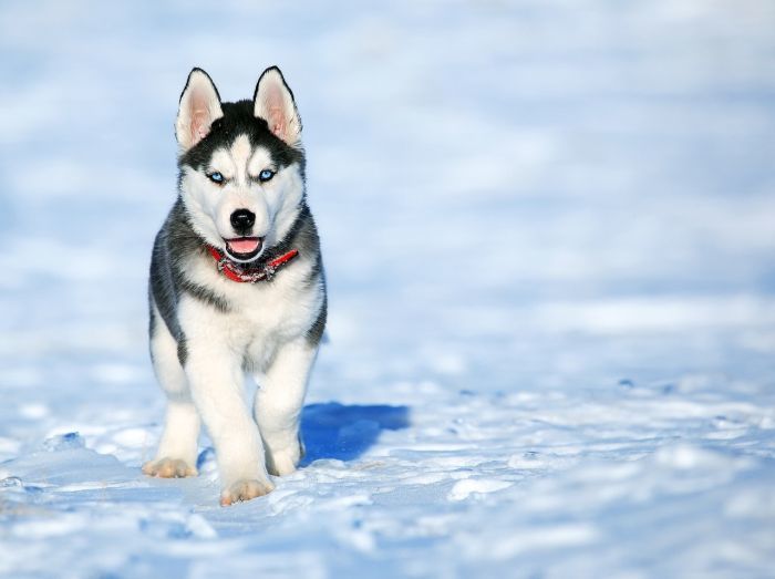 10 Best Dog Breeds for Cold Weather Canines For Cold