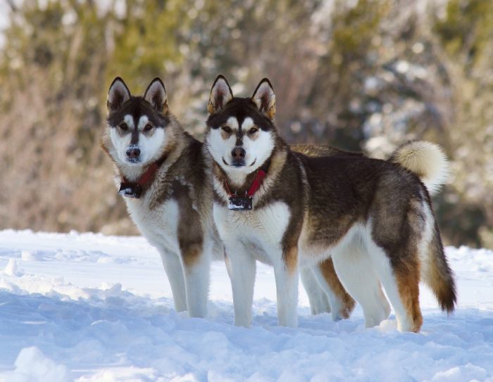 10 Best Dog Breeds for Cold Weather Canines For Cold
