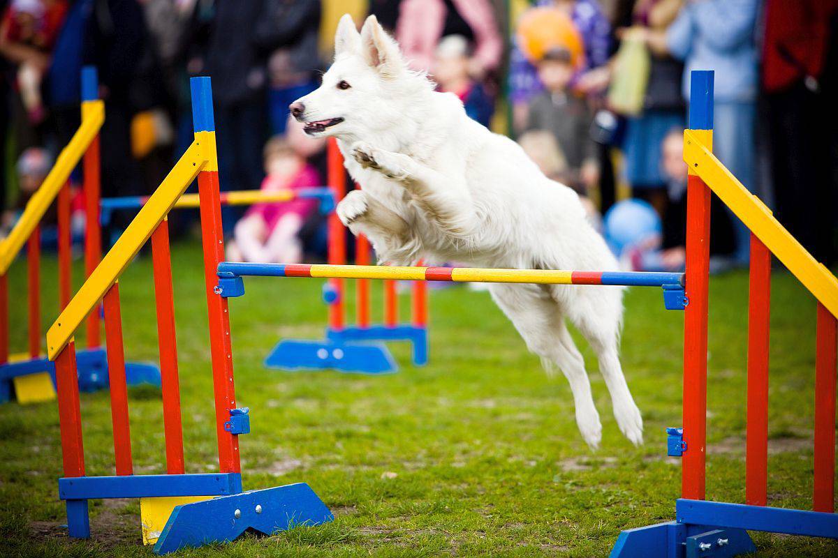 9 DIY Dog Agility Courses Homemade Agility Obstacles For Fun & Training!