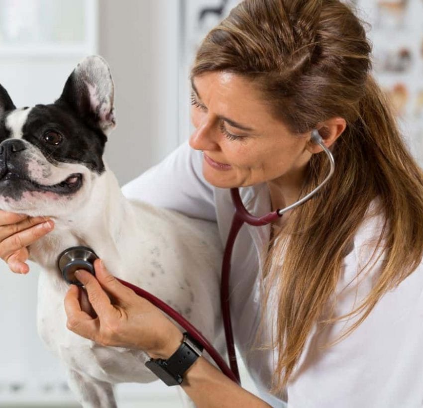 Can Dogs Get Shingles Like Humans Do?