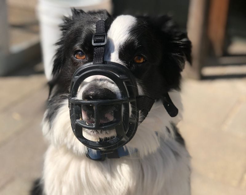6 DIY Dog Muzzles Make Your Own Muzzle!