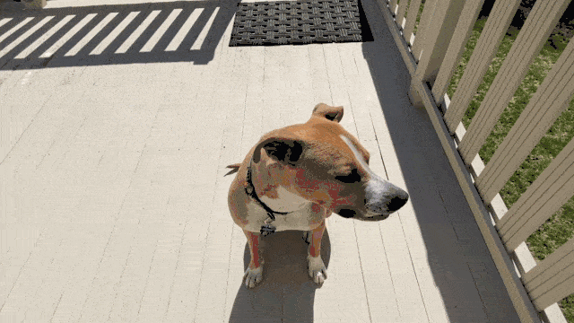 Dog Training for Kids 7 Skills Your Kids Can Teach Your Dog!