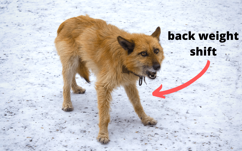 Dog Body Language 101 Understanding Dog Communication