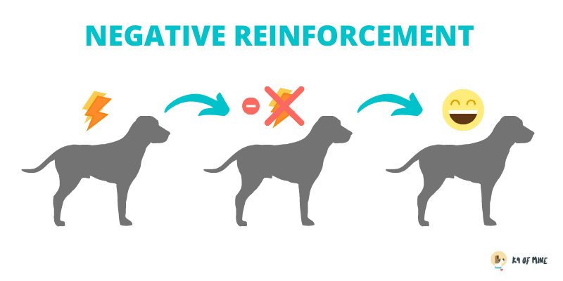 7 Types of Dog Training Which Method Is Best for You?