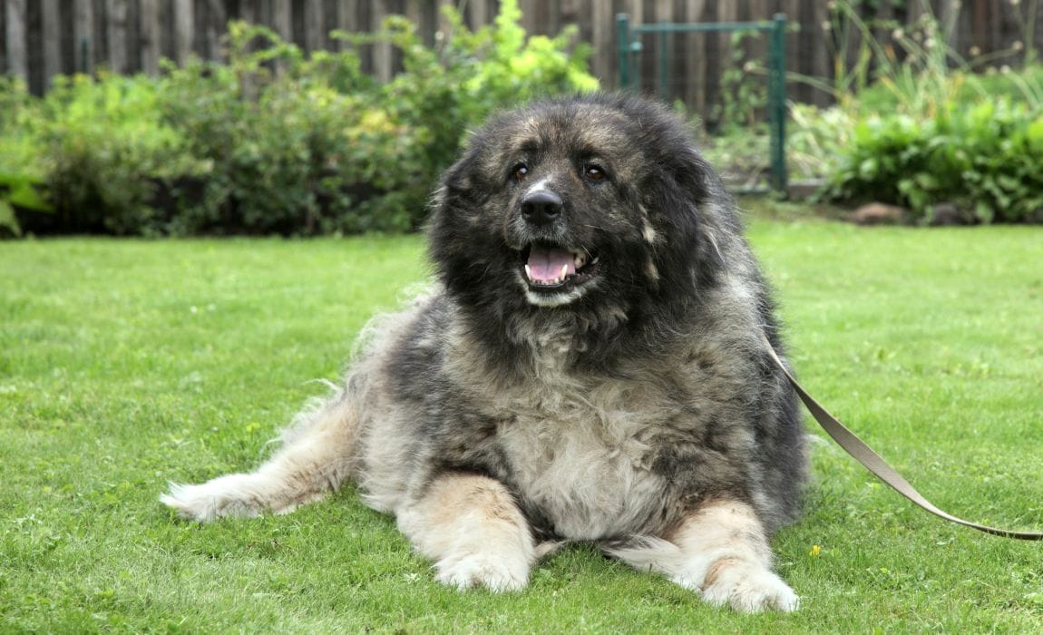 All About Russian Prison Dogs What to Know