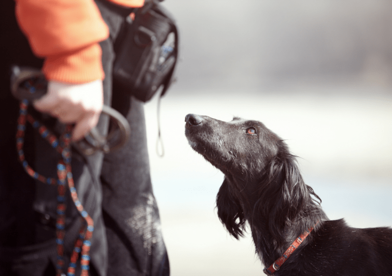 How to Find a Dog Behaviorist Near Me Help!