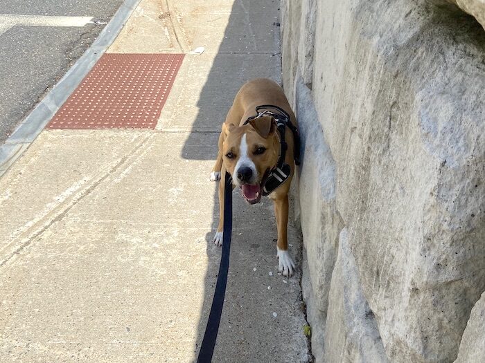 Help My Dog Stops Walking and Won't Move!