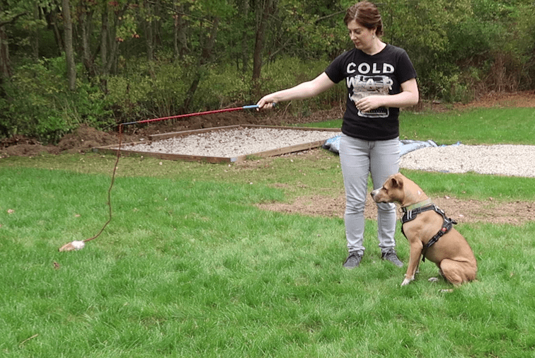 My Dog’s Double ACL Surgery Breakdown Bad Legs, Healed!