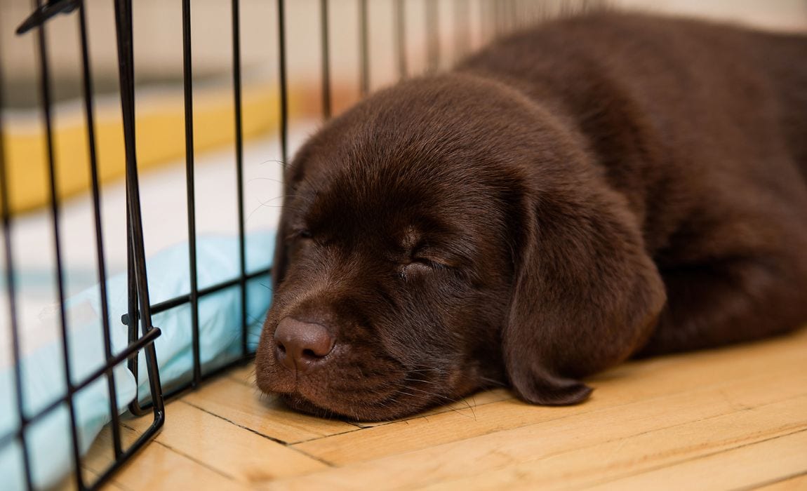 How to Stop a Puppy from Whining at Night 19 Tips!