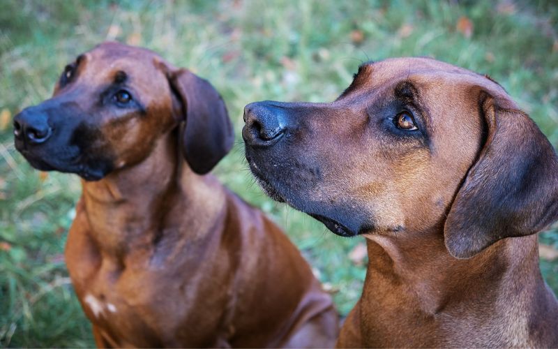 Black Lab Rhodesian Ridgeback Mix