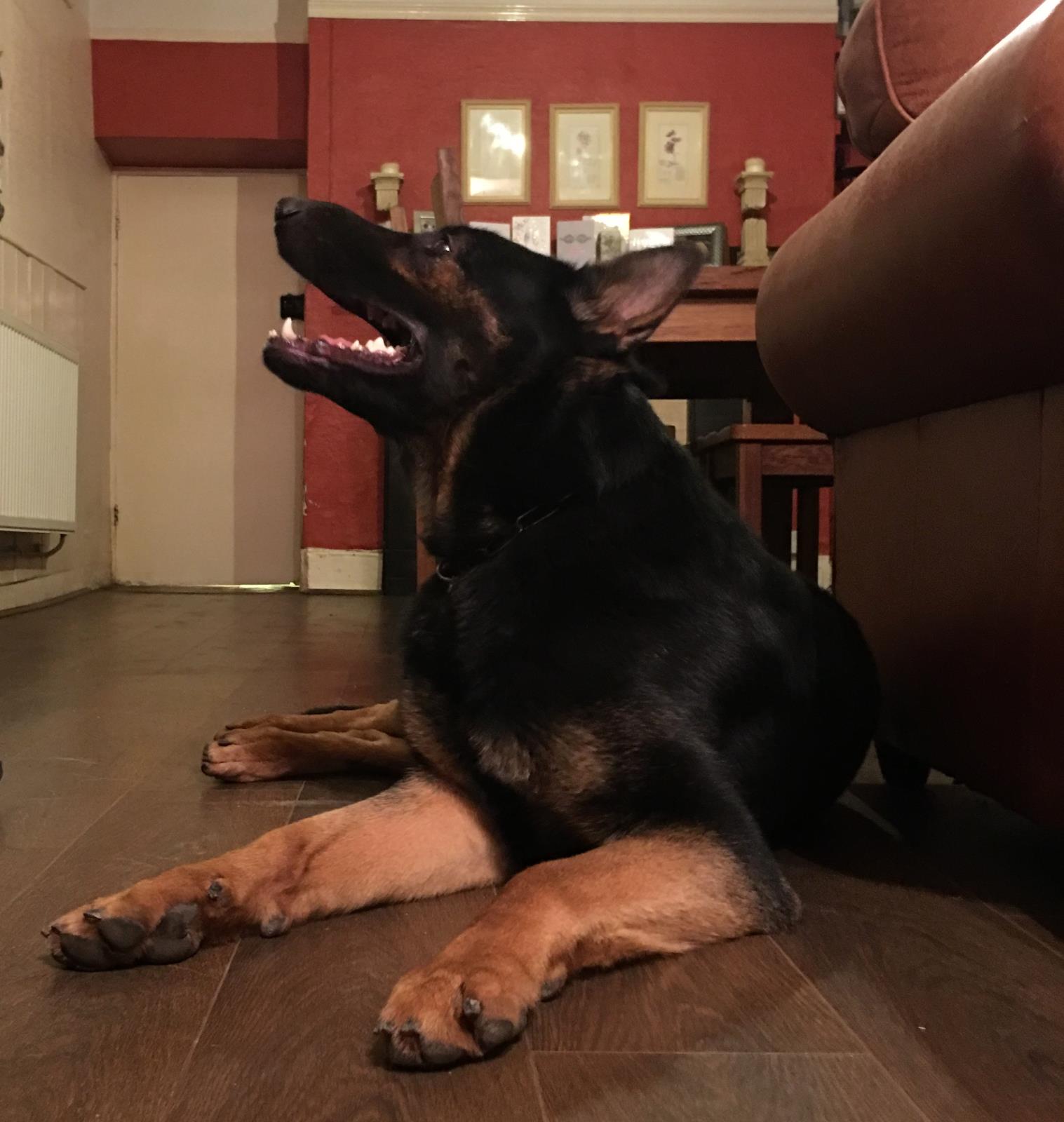 Family Protection Dogs UK FAQs K9 Protector