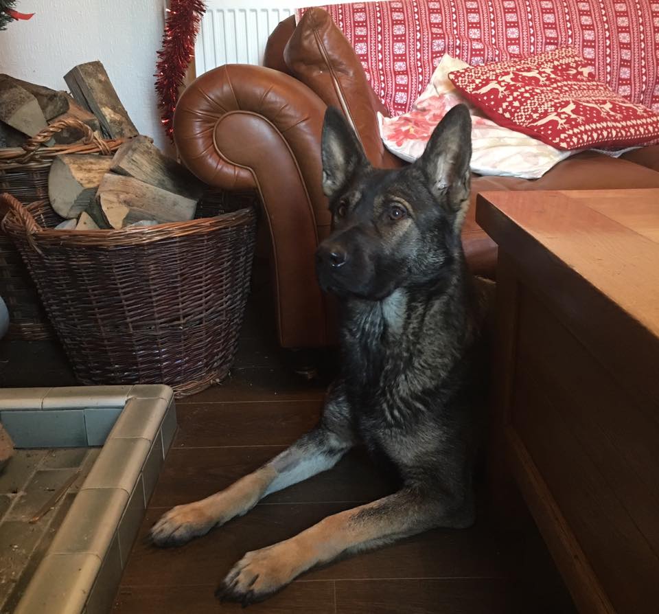 Family Protection Dogs UK K9 Protector Reviews