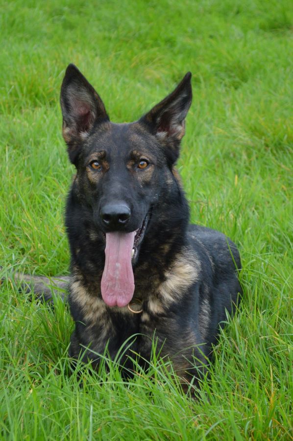 Family Protection Dogs For Sale UK K9 Protector